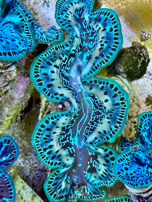 Cultured Maxima Clam 2.5” to 3.5” mixed white with baby blue and multicolor blues