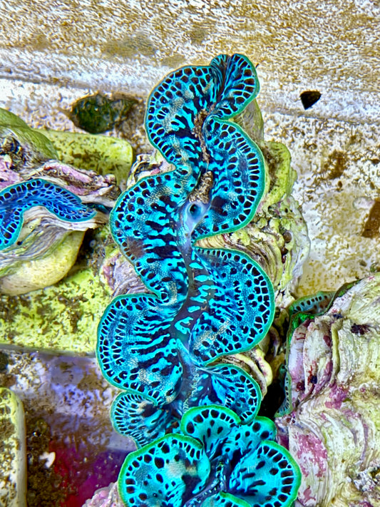 Cultured Maxima Clam 2.5” to 3.5”