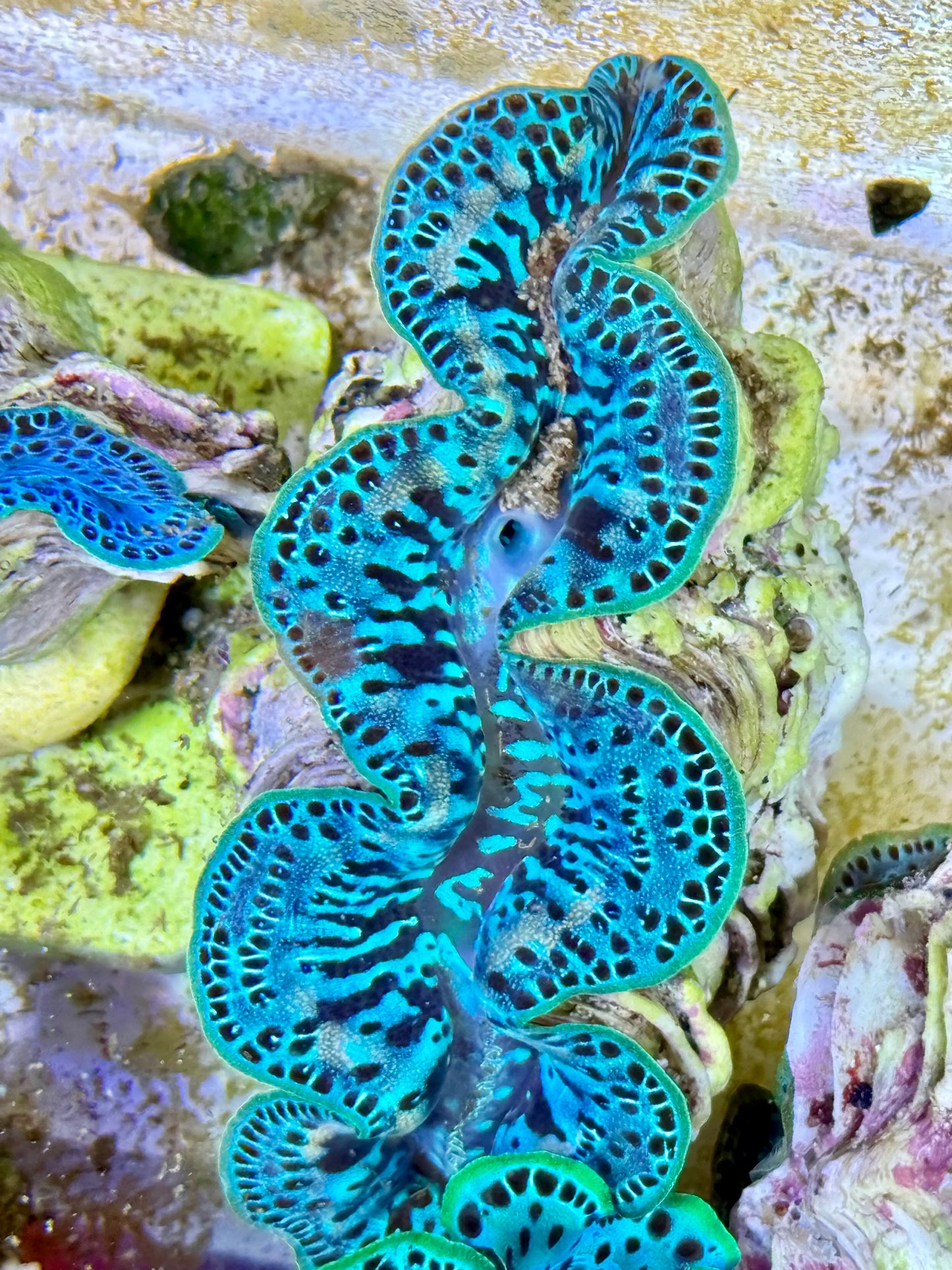 Cultured Maxima Clam 2.5” to 3.5”