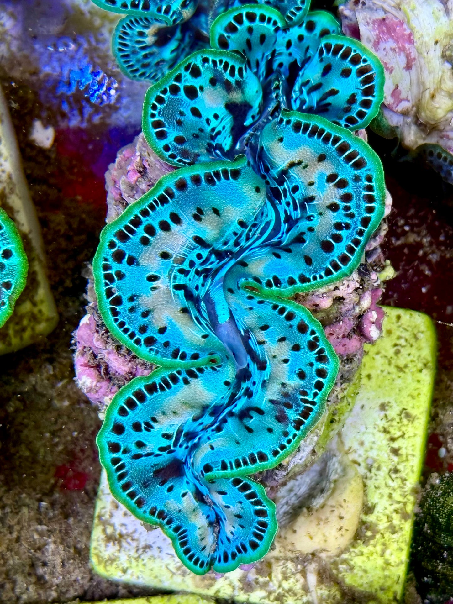 Cultured Maxima Clam 2.5” to 3.5” ultra baby blue clam with white markings and black dots