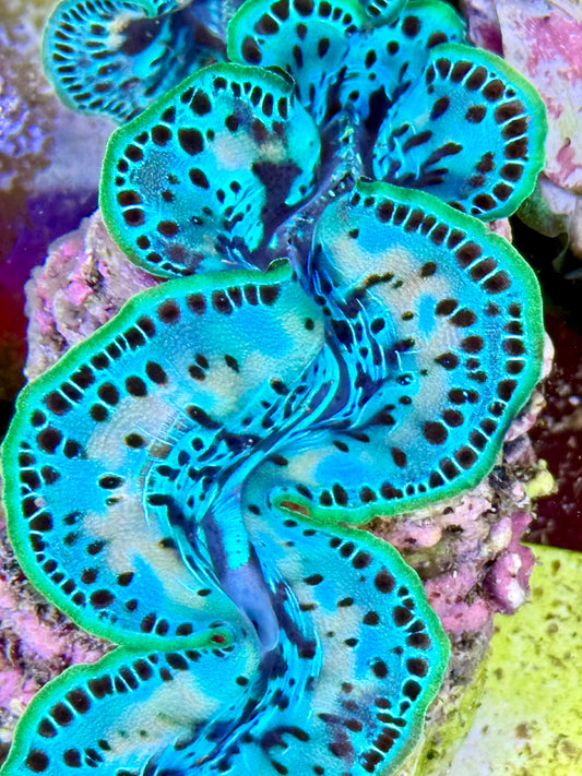 Cultured Maxima Clam 2.5” to 3.5” ultra baby blue clam with white markings and black dots