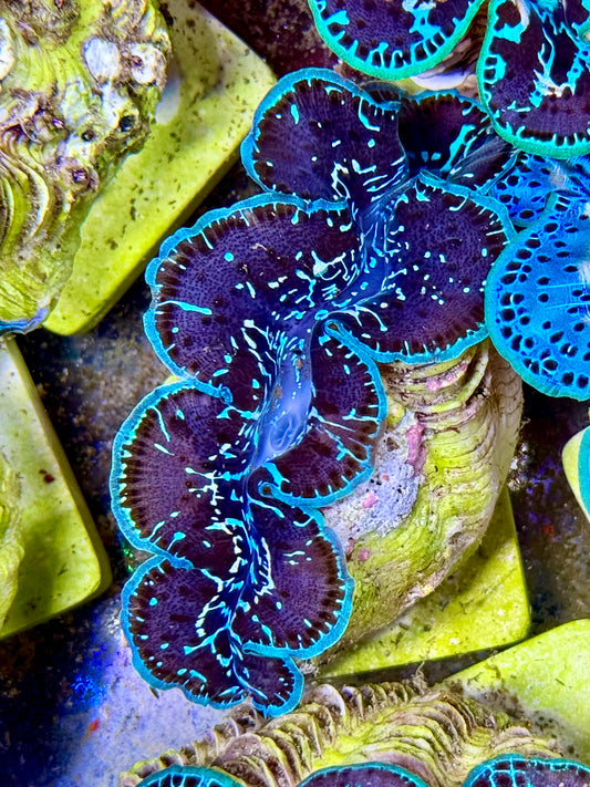 Cultured Maxima Clam 2.5” to 3.5” dark blue clam with white small lines