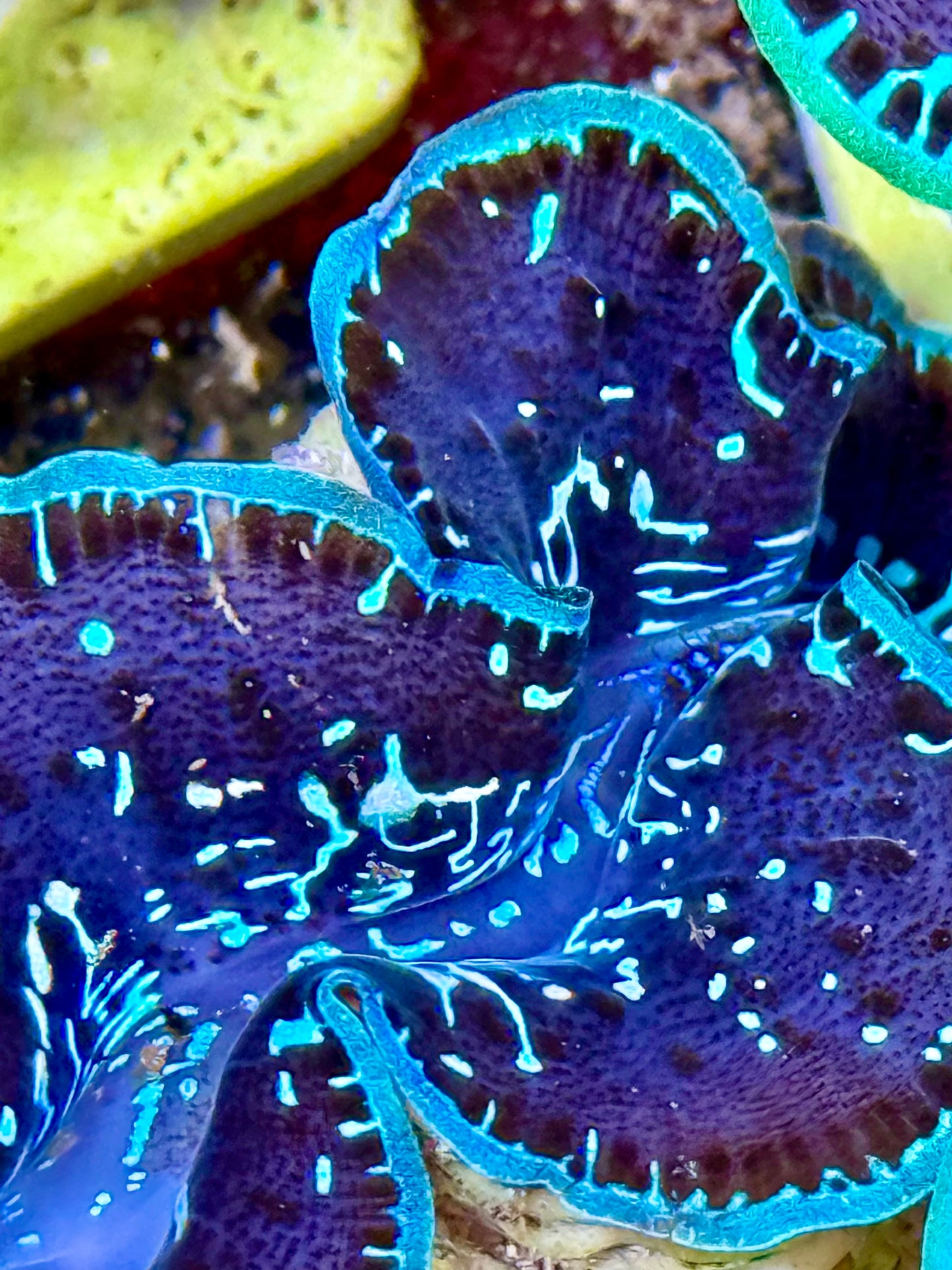 Cultured Maxima Clam 2.5” to 3.5” dark blue clam with white small lines