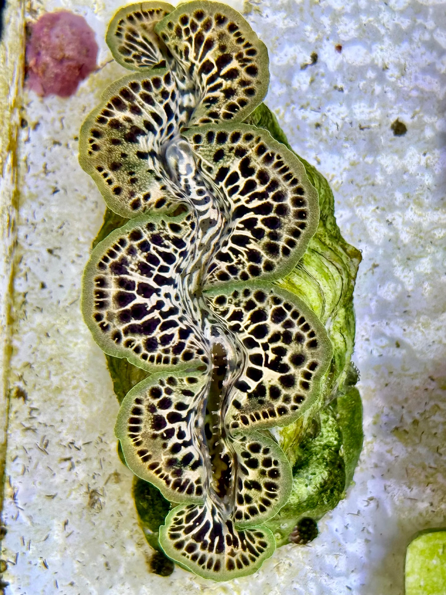 Cultured Maxima Clam 2.5” to 3.5” Gold clam with black dots