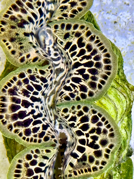 Cultured Maxima Clam 2.5” to 3.5” Gold clam with black dots
