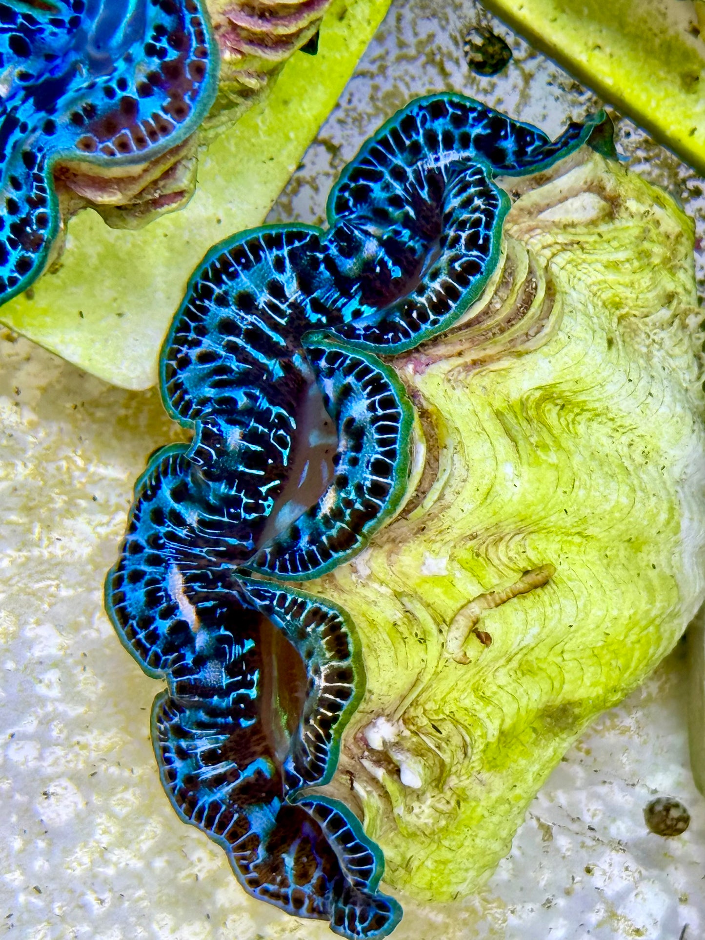 Cultured Maxima Clam 2.5” to 3.5” gorgeous blue clam with black markings and white