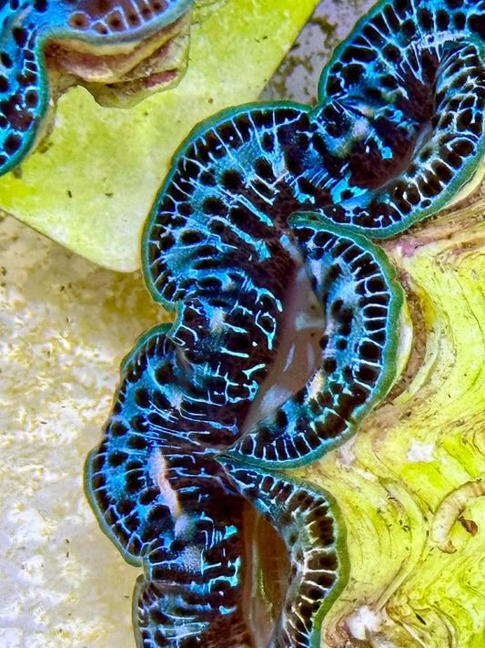 Cultured Maxima Clam 2.5” to 3.5” gorgeous blue clam with black markings and white