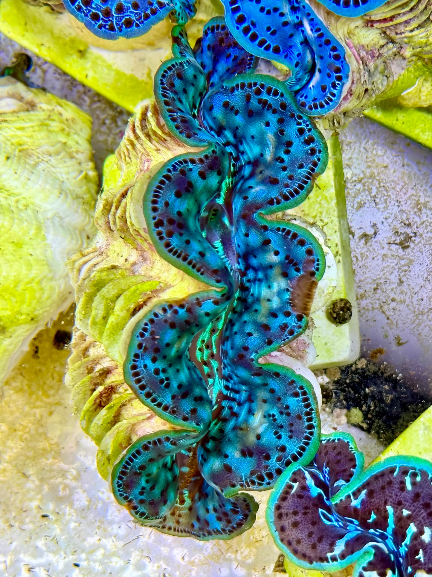 Cultured Maxima Clam 2.5” to 3.5” Beautiful blue clam with black markings
