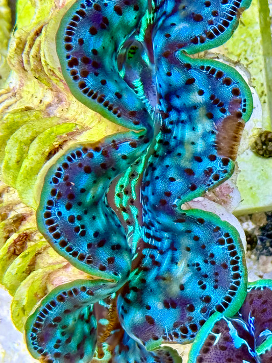 Cultured Maxima Clam 2.5” to 3.5” Beautiful blue clam with black markings