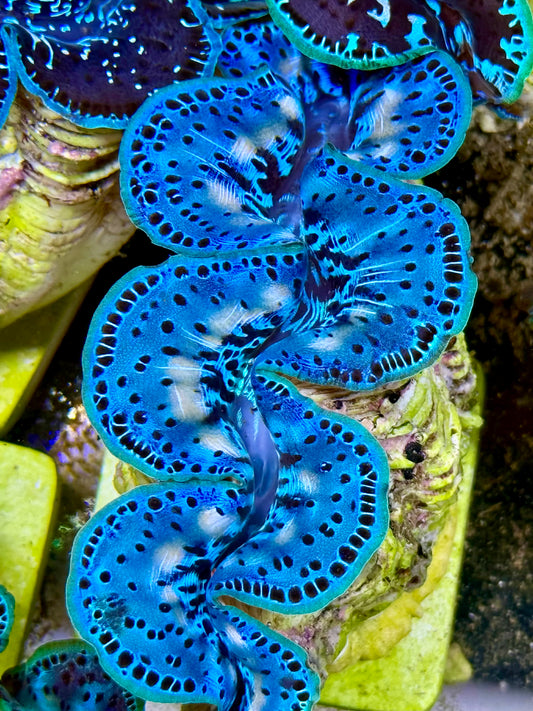 Cultured Maxima Clam 2.5” to 3.5” ultra baby blue clam with white markings and black dots