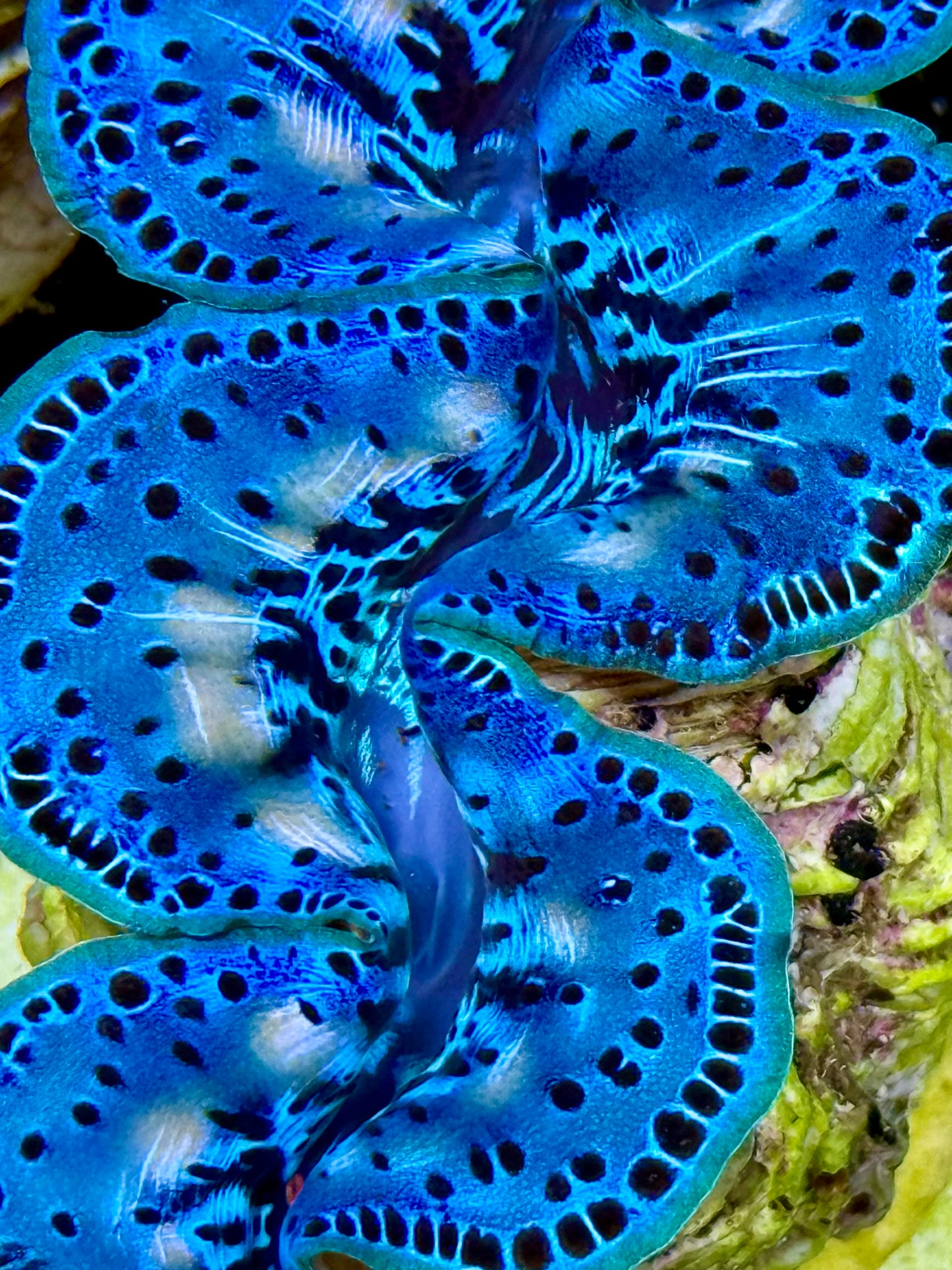 Cultured Maxima Clam 2.5” to 3.5” ultra baby blue clam with white markings and black dots