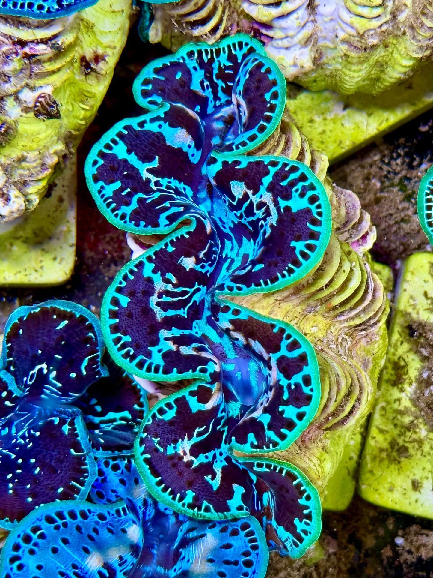 Cultured Maxima Clam 2.5” to 3.5” ultra black clam with white and neon green lips