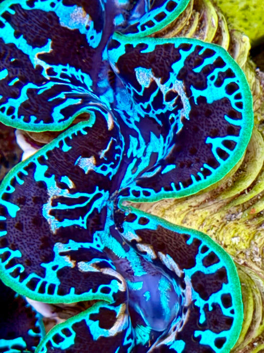 Cultured Maxima Clam 2.5” to 3.5” ultra black clam with white and neon green lips
