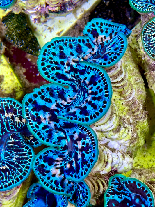 Cultured Maxima Clam 2.5” to 3.5” gorgeous, blue black patterns, and white throughout
