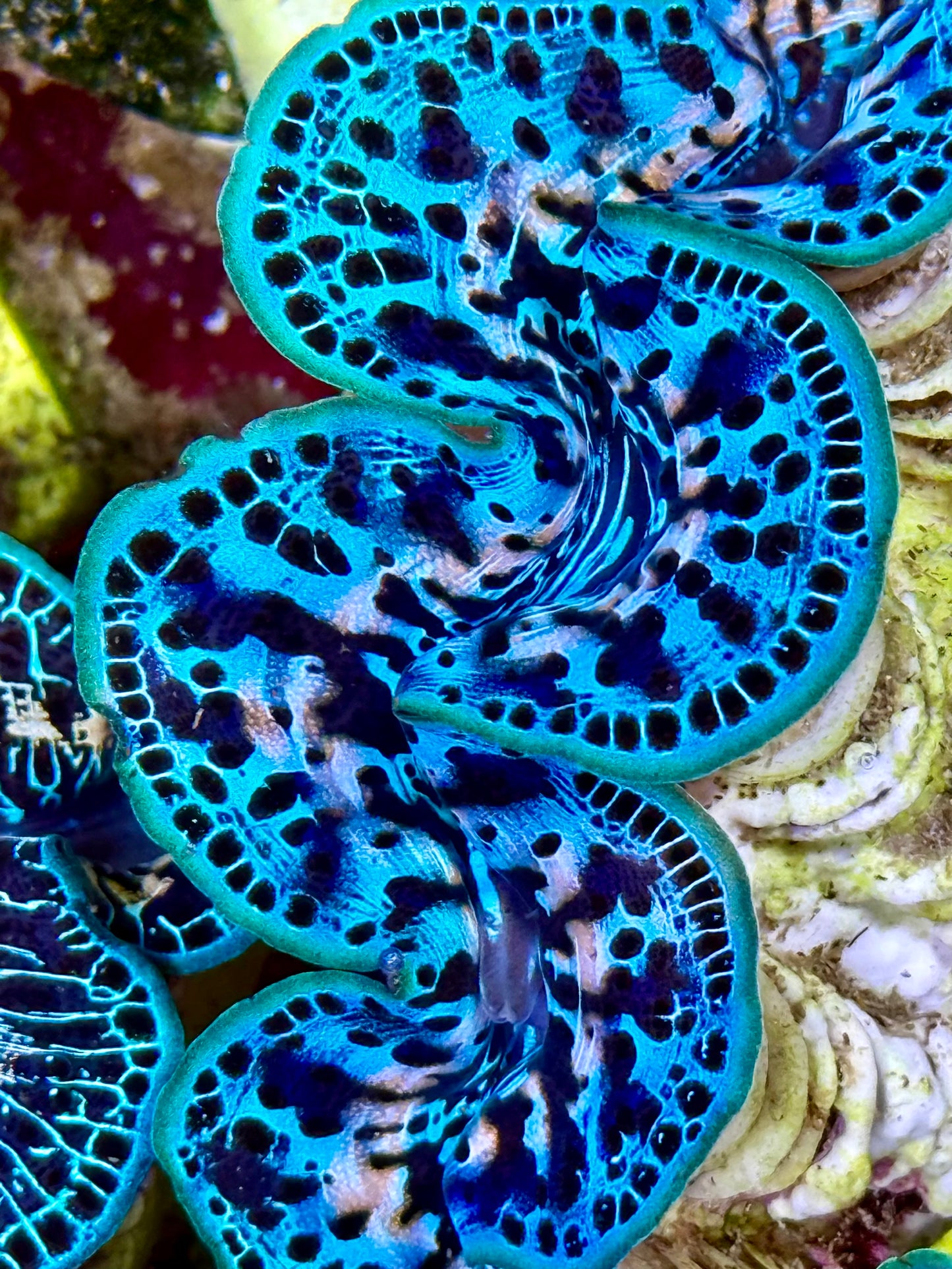 Cultured Maxima Clam 2.5” to 3.5” gorgeous, blue black patterns, and white throughout
