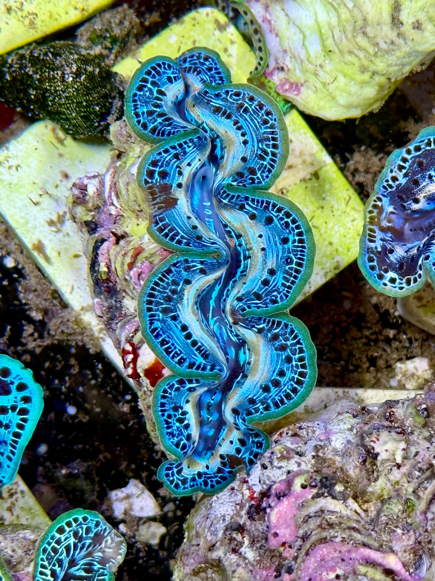 Cultured Maxima Clam 2.5” to 3.5” gorgeous snake skin patterns