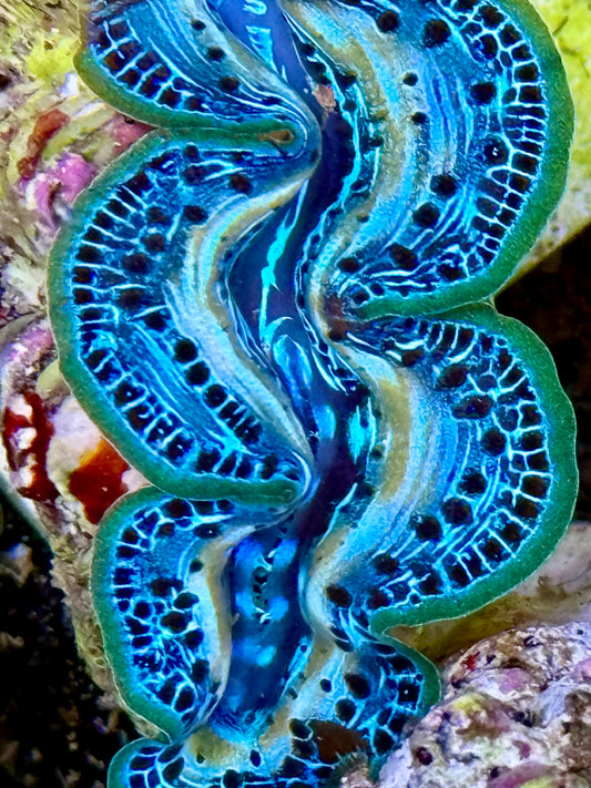 Cultured Maxima Clam 2.5” to 3.5” gorgeous snake skin patterns