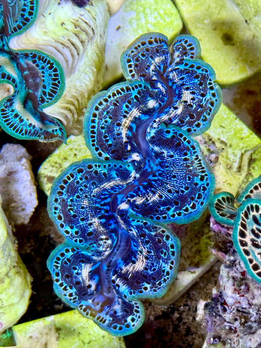 Cultured Maxima Clam 2.5” to 3.5” intense, deep blue colors with high contrast whites and neon lips