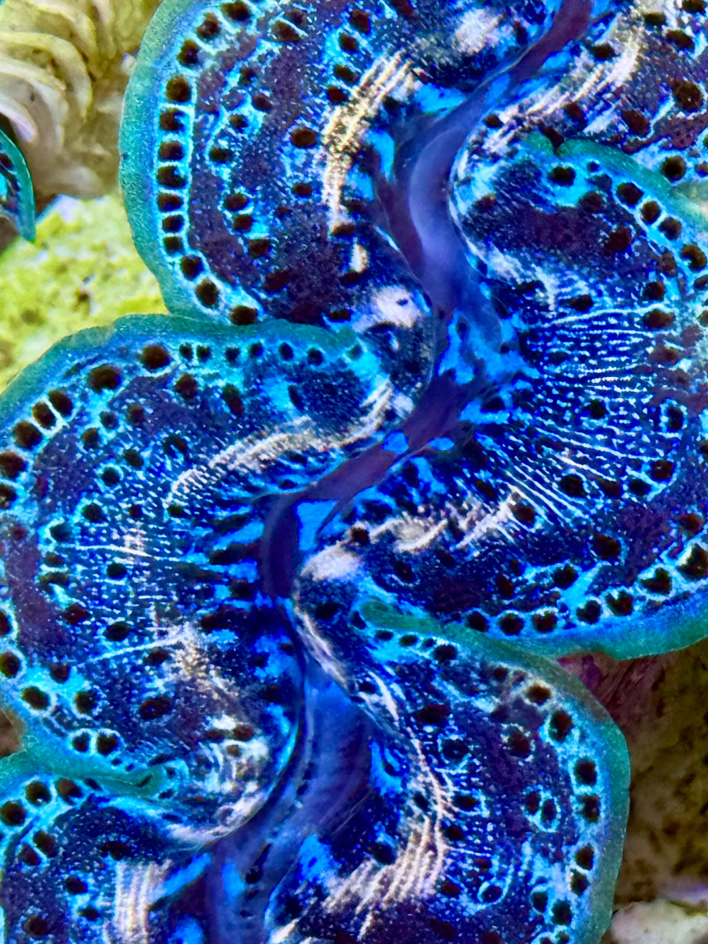 Cultured Maxima Clam 2.5” to 3.5” intense, deep blue colors with high contrast whites and neon lips