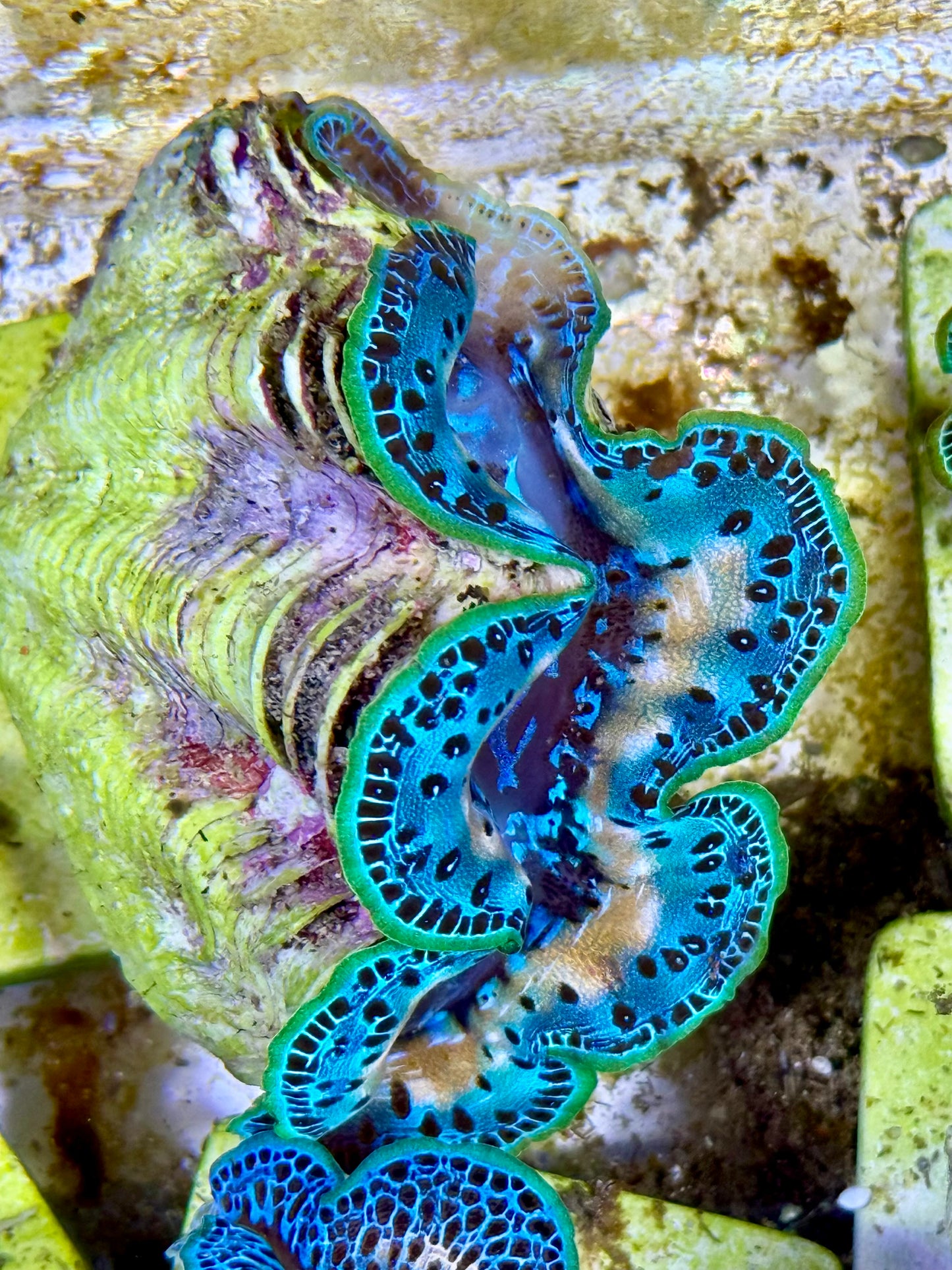 Cultured Maxima Clam 2.5” to 3.5” ultra white marked baby blue clam