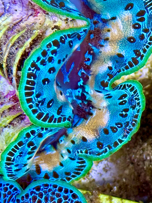 Cultured Maxima Clam 2.5” to 3.5” ultra white marked baby blue clam
