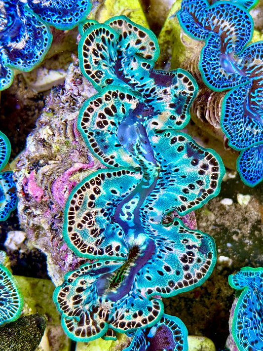 Cultured Maxima Clam 2.5” to 3.5” special teal color Clam with black dots and white markings