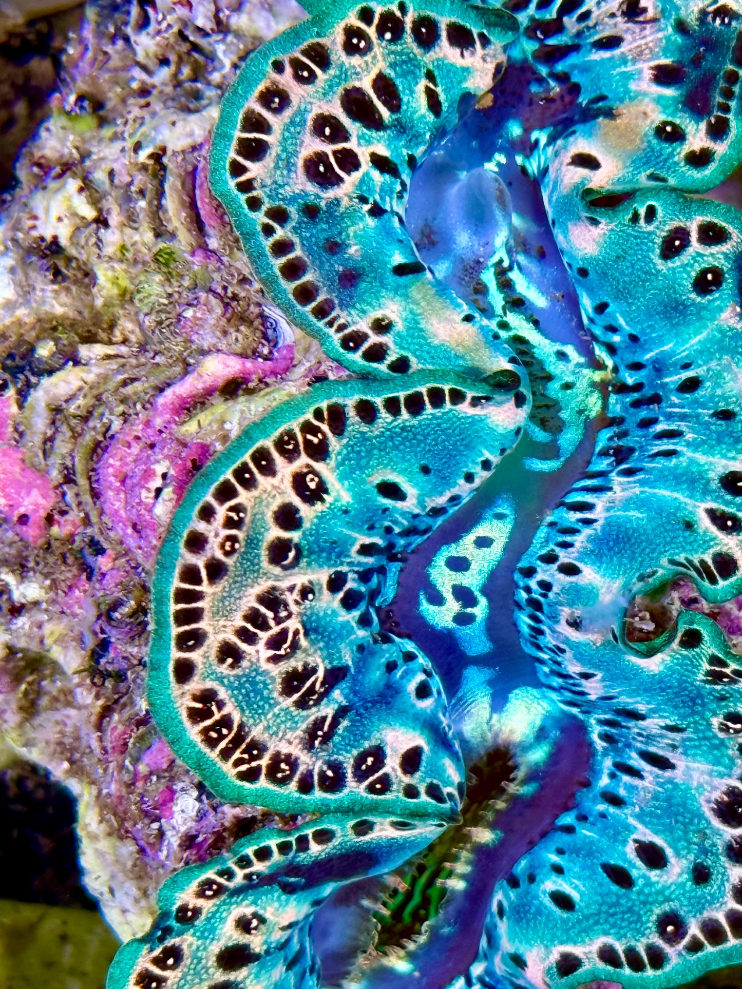 Cultured Maxima Clam 2.5” to 3.5” special teal color Clam with black dots and white markings