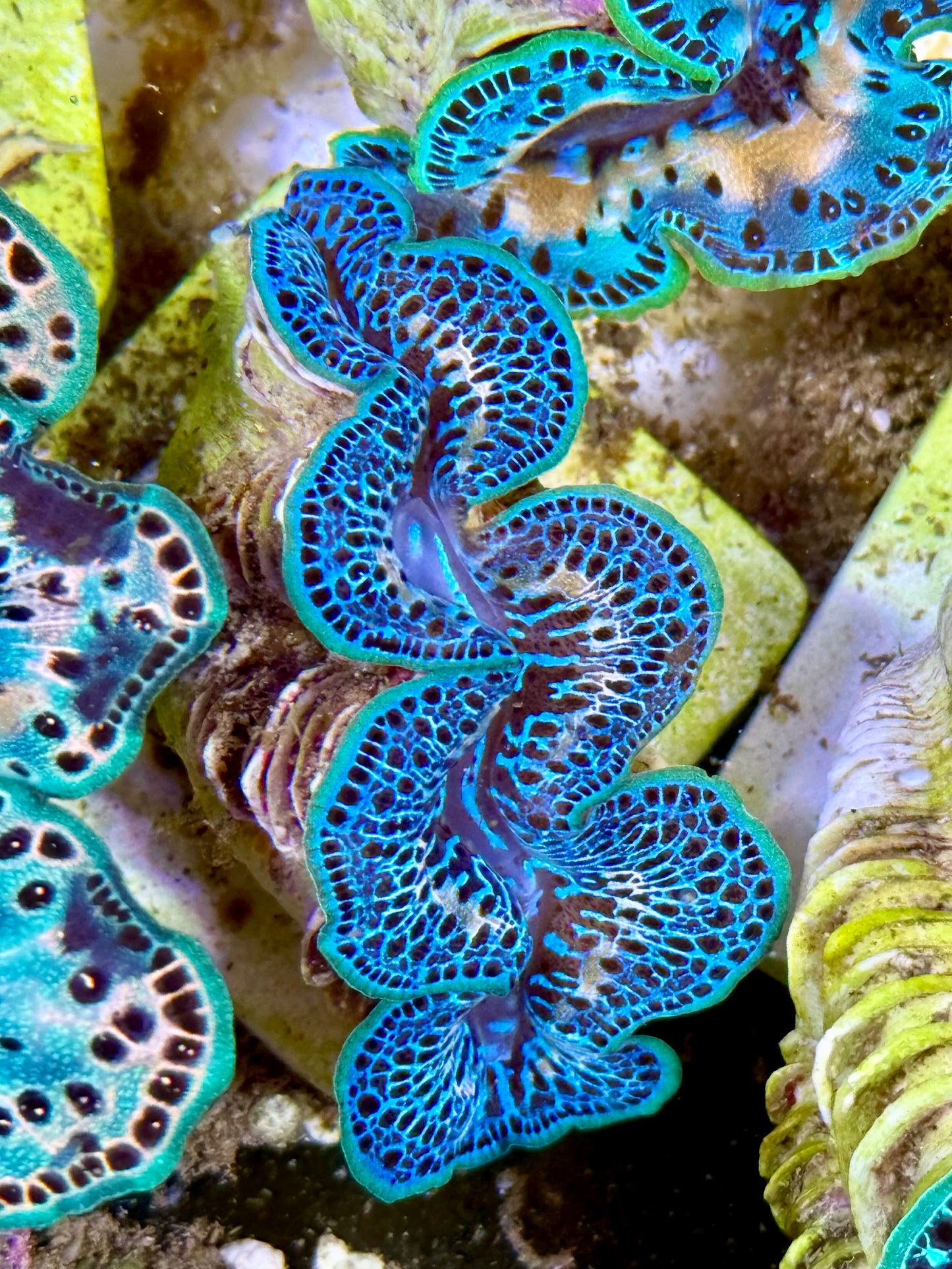 Cultured Maxima Clam 2.5” to 3.5” Blue clam with white markings and black dots