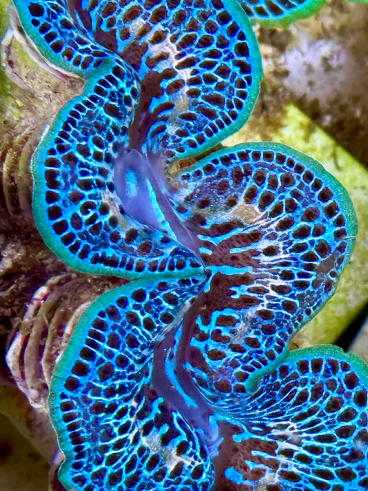Cultured Maxima Clam 2.5” to 3.5” Blue clam with white markings and black dots
