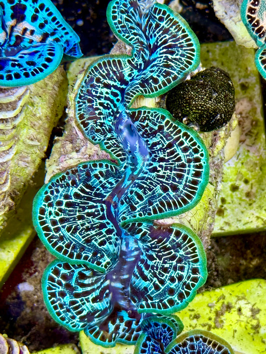 Cultured Maxima Clam 2.5” to 3.5” ultra reticulated mixed colored clam