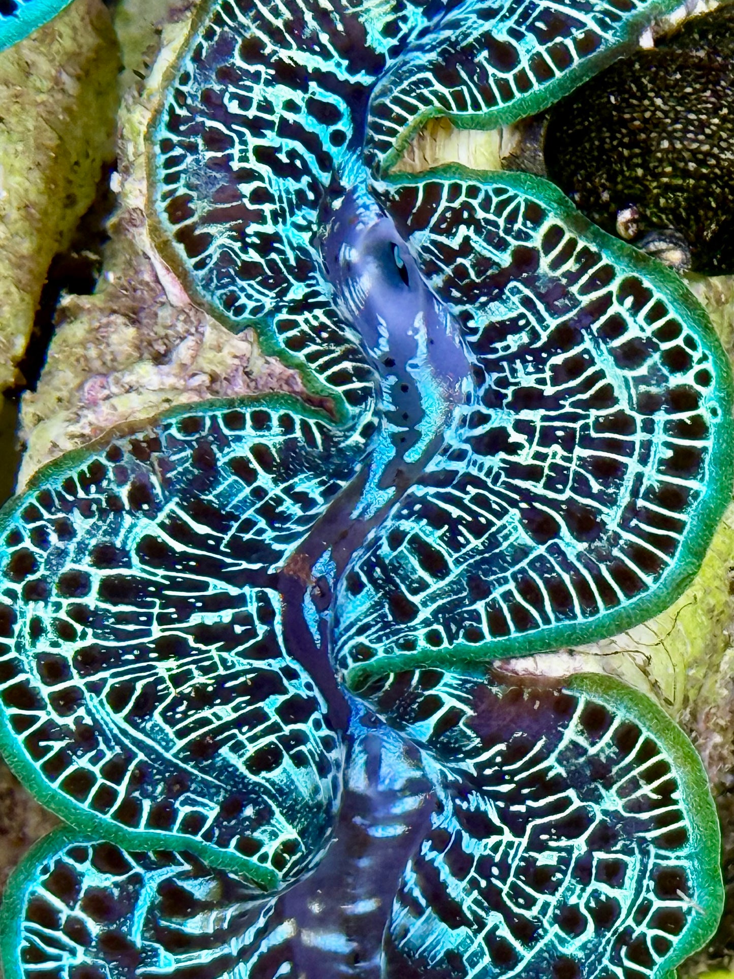 Cultured Maxima Clam 2.5” to 3.5” ultra reticulated mixed colored clam