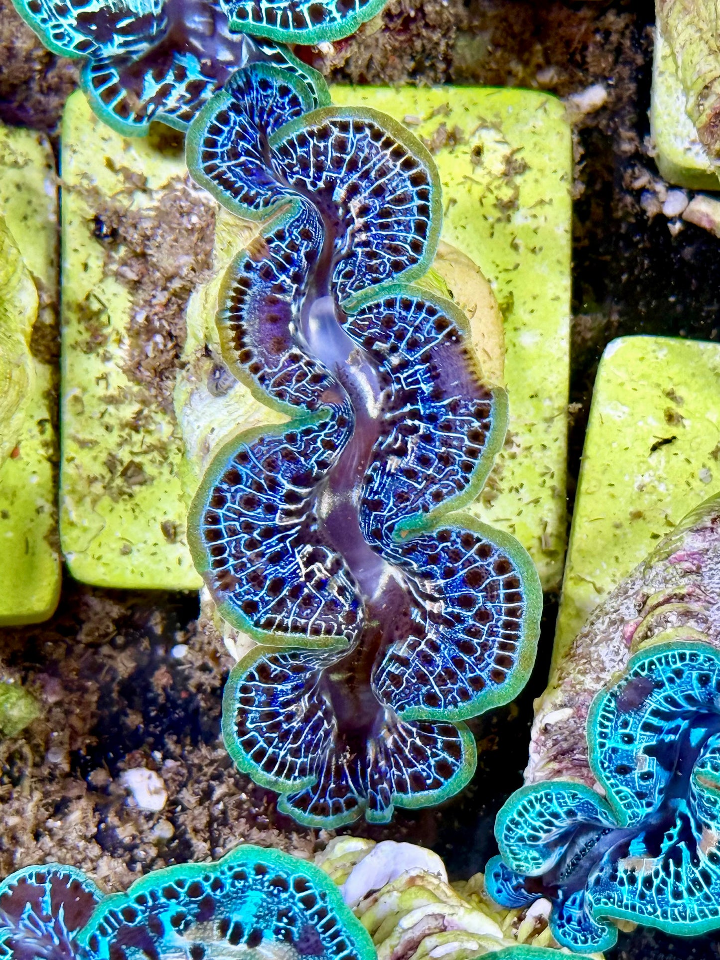 Cultured Maxima Clam 2.5” to 3.5” Beautiful blue Rainbow Clam