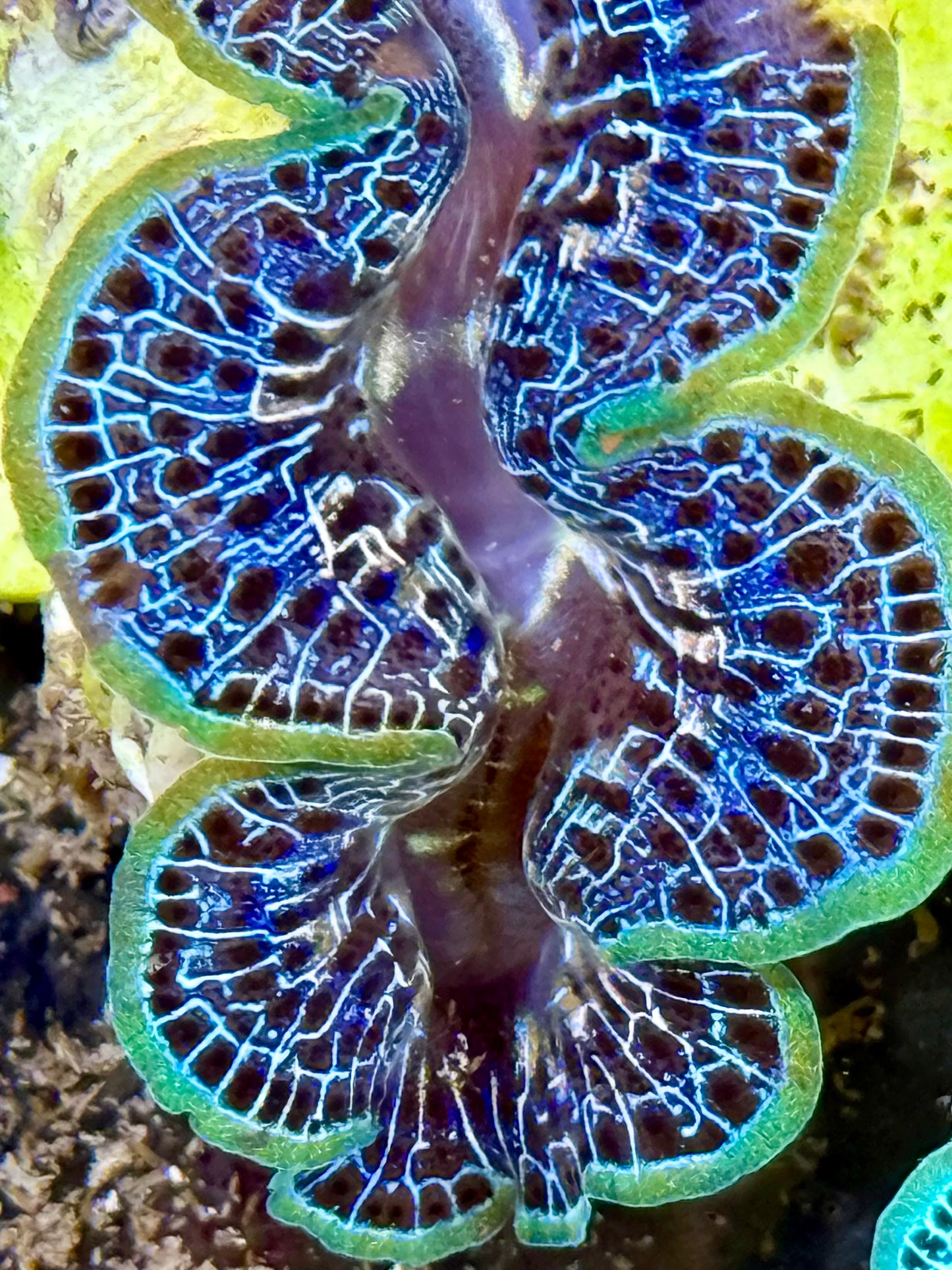 Cultured Maxima Clam 2.5” to 3.5” Beautiful blue Rainbow Clam