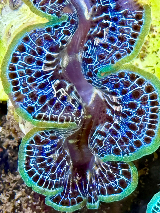 Cultured Maxima Clam 2.5” to 3.5” Beautiful blue Rainbow Clam