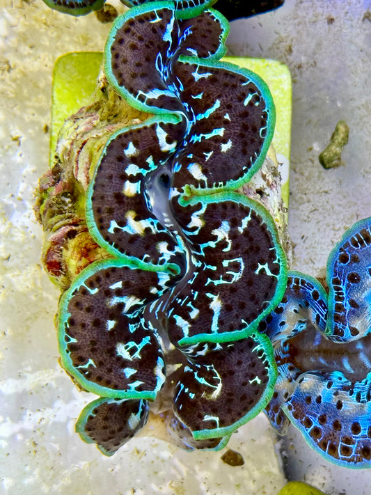 Cultured Maxima Clam 2.5” to 3.5” Black body, white, green and blue markings throughout