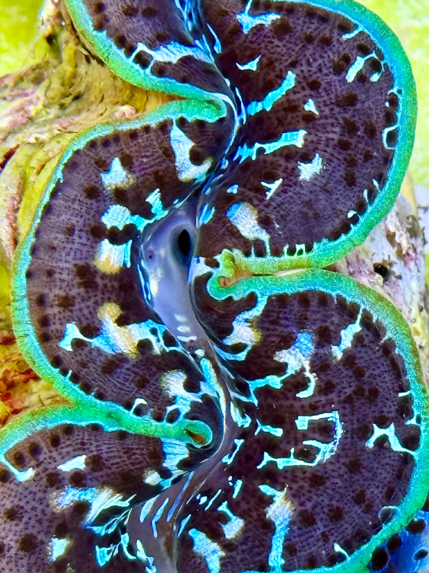 Cultured Maxima Clam 2.5” to 3.5” Black body, white, green and blue markings throughout