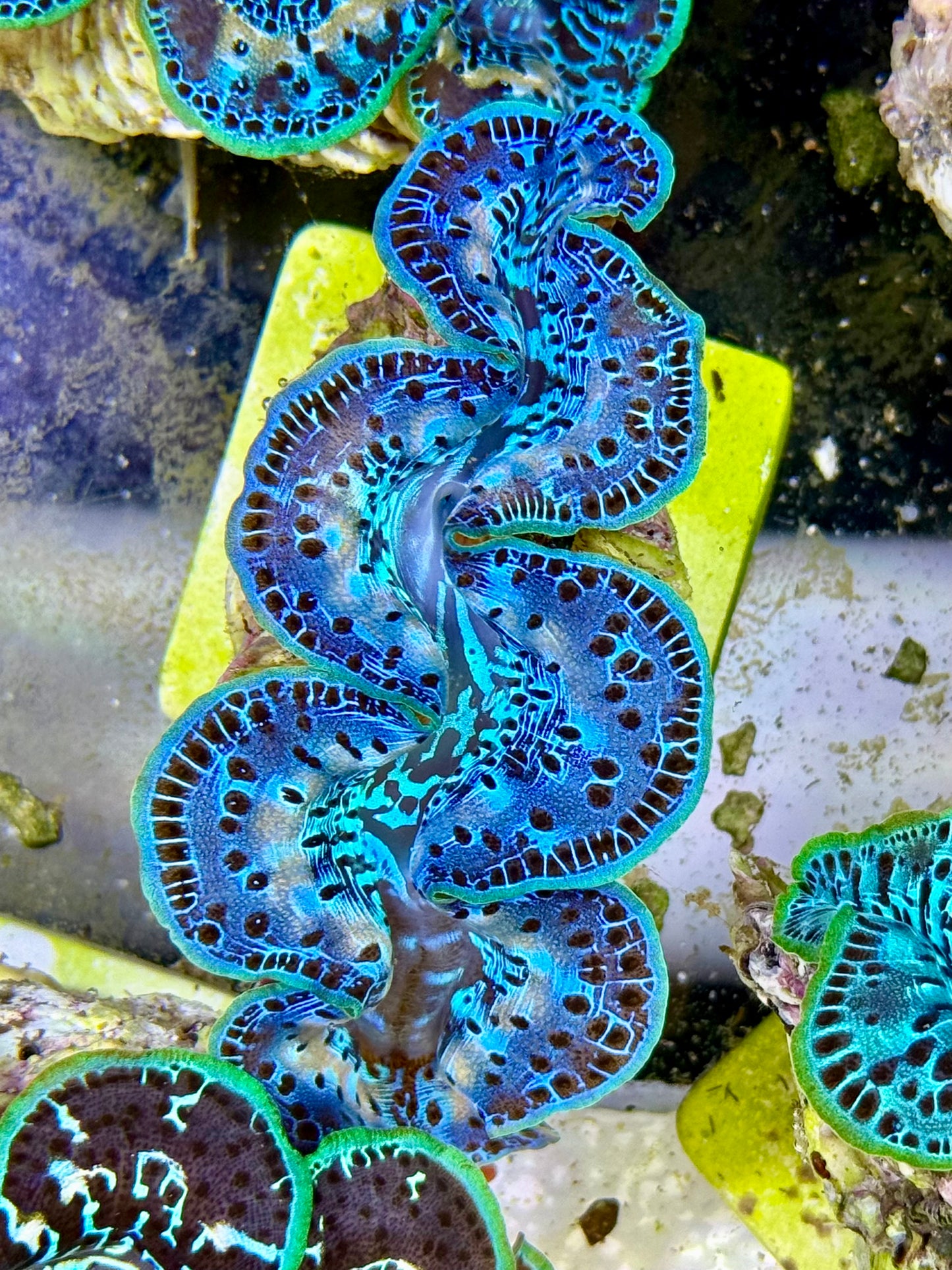 Cultured Maxima Clam 2.5” to 3.5” faded white markings on this beautiful baby blue clam
