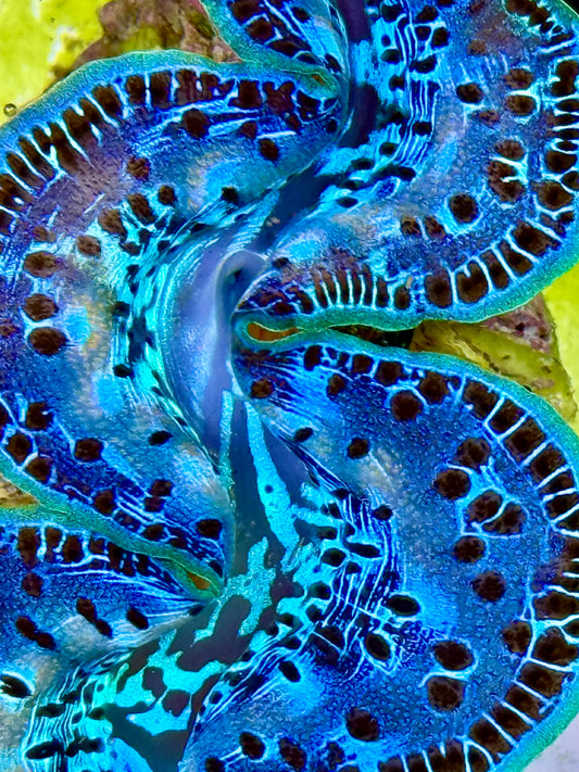 Cultured Maxima Clam 2.5” to 3.5” faded white markings on this beautiful baby blue clam