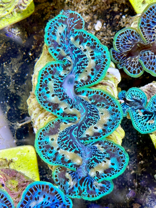Cultured Maxima Clam 2.5” to 3.5” thick white markings and multi blue colors