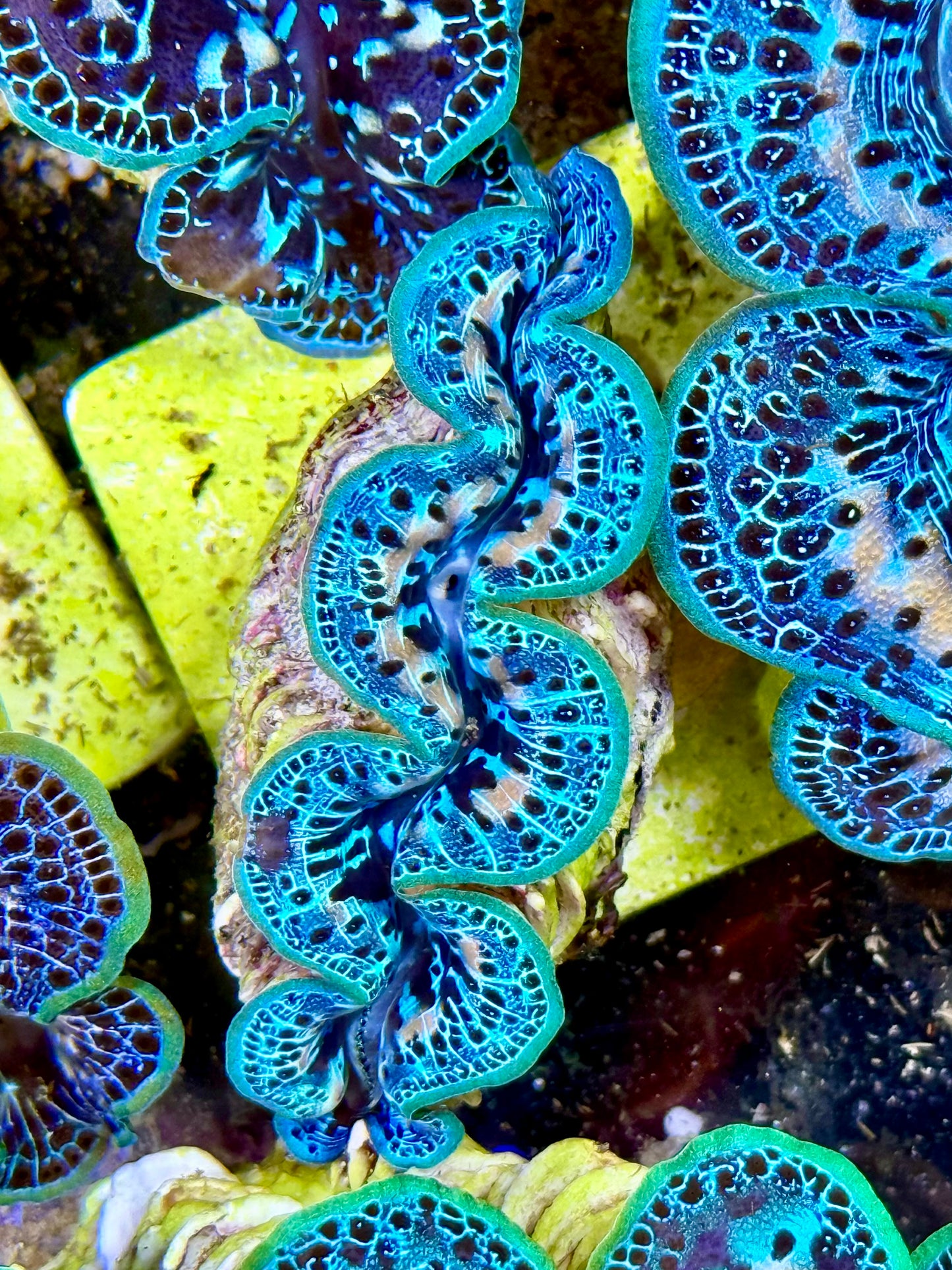 Cultured Maxima Clam 2.5” to 3.5” Super ultra vapor blue clam with white markings and black dots