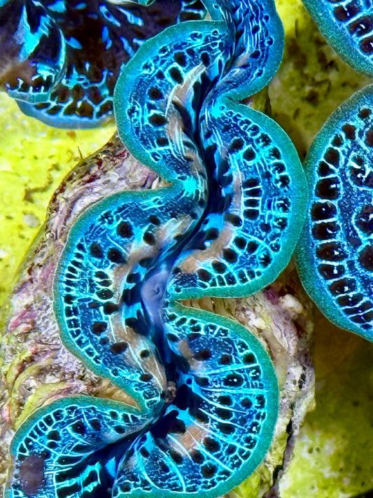 Cultured Maxima Clam 2.5” to 3.5” Super ultra vapor blue clam with white markings and black dots