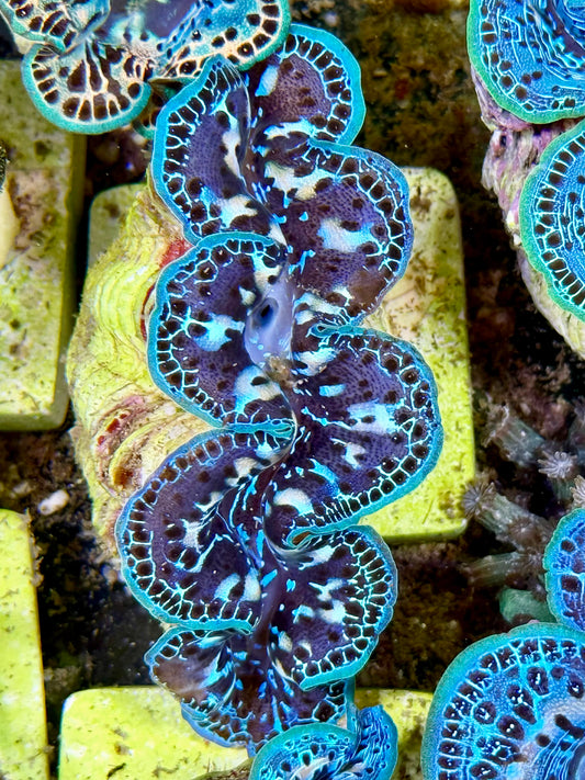 Cultured Maxima Clam 2.5” to 3.5” ultra blue clam with white markings