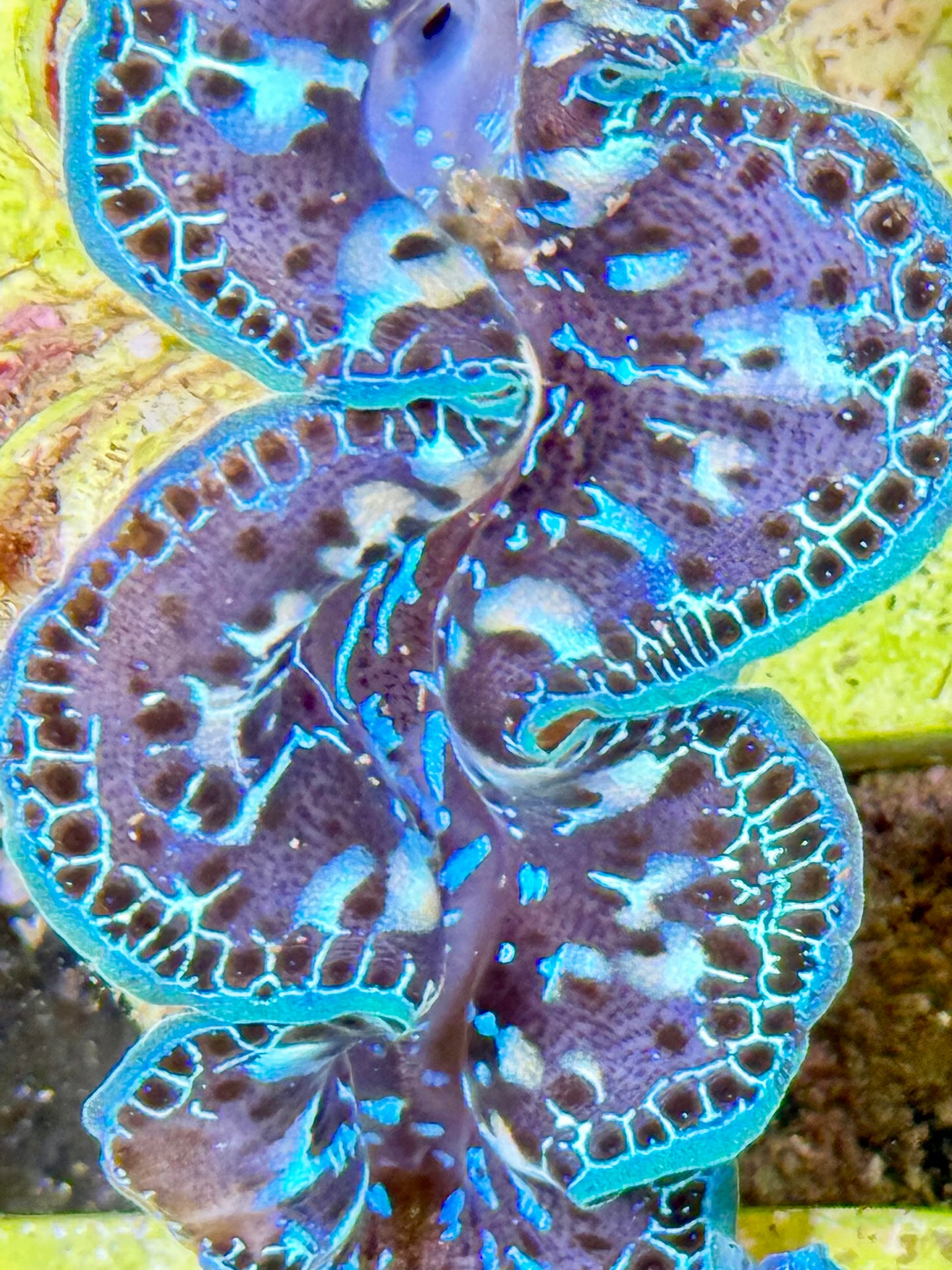 Cultured Maxima Clam 2.5” to 3.5” ultra blue clam with white markings