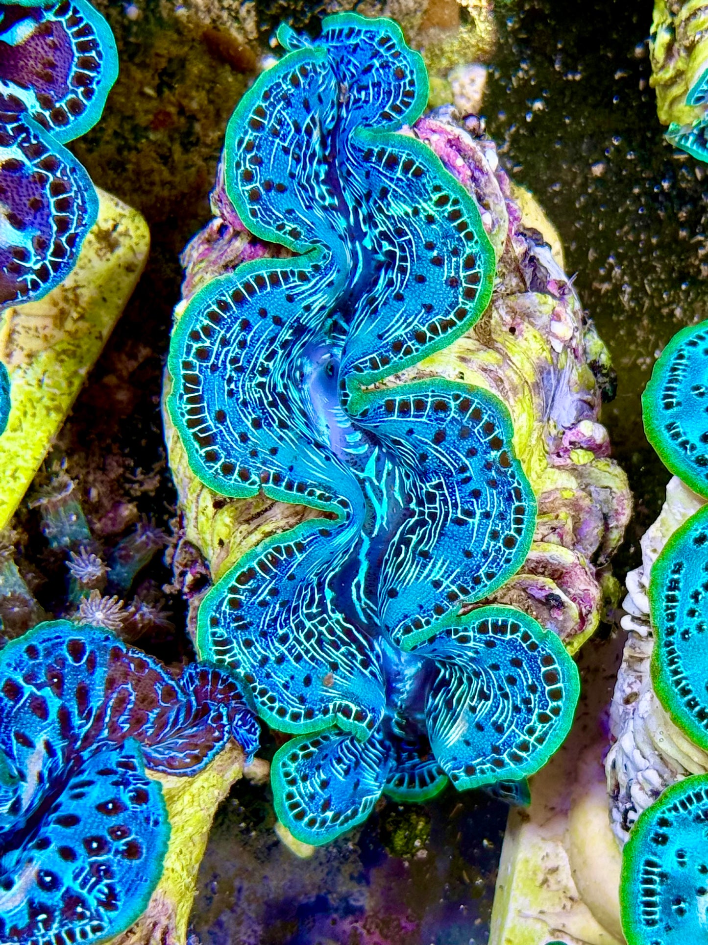 Cultured Maxima Clam 2.5” to 3.5” ultra baby blue clam