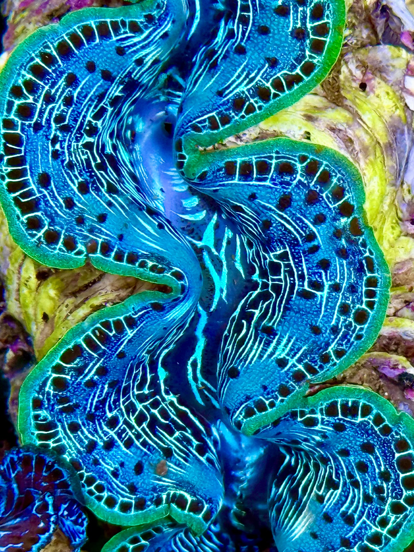 Cultured Maxima Clam 2.5” to 3.5” ultra baby blue clam