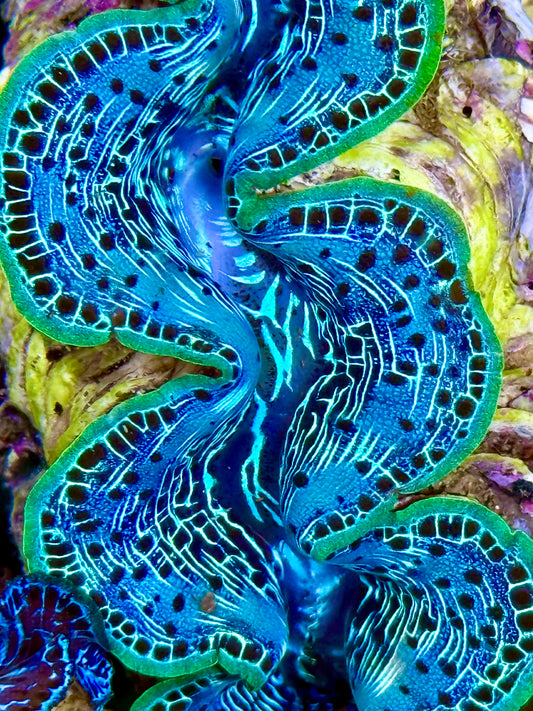 Cultured Maxima Clam 2.5” to 3.5” ultra baby blue clam