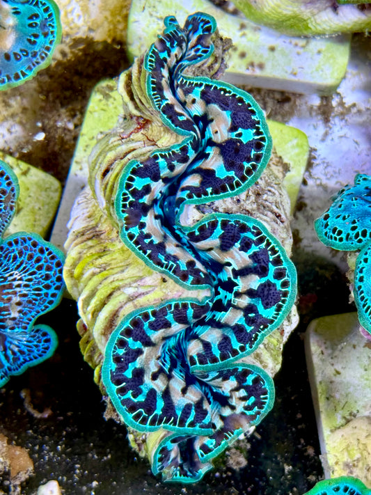 Cultured Maxima Clam 2.5” to 3.5” Super ultra white lined CLAM with majority, black markings and neon green lips
