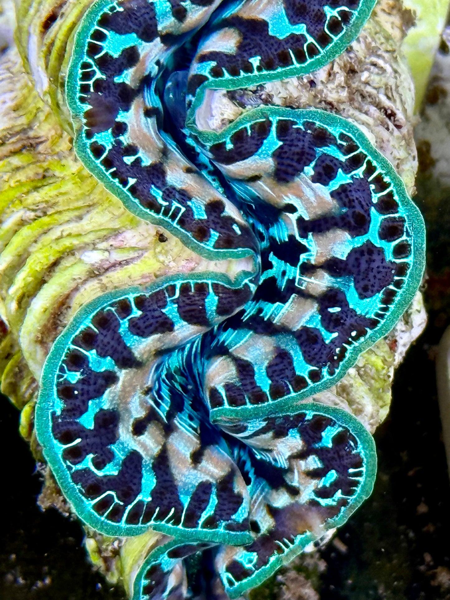 Cultured Maxima Clam 2.5” to 3.5” Super ultra white lined CLAM with majority, black markings and neon green lips