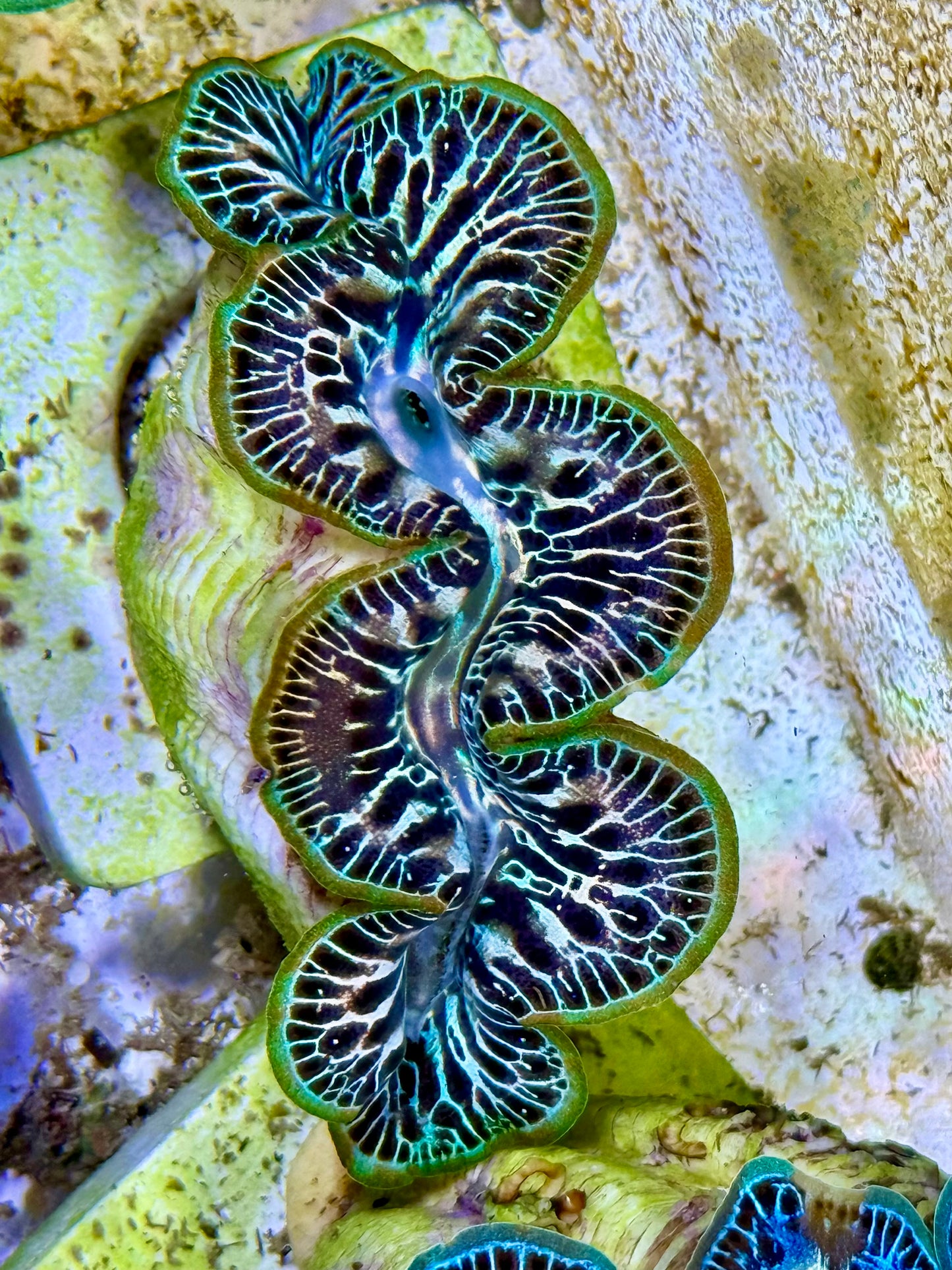 Cultured Maxima Clam 2.5” to 3.5” Rainbow Clam with black markings, super rare