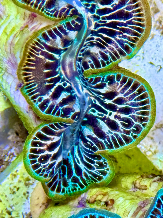Cultured Maxima Clam 2.5” to 3.5” Rainbow Clam with black markings, super rare